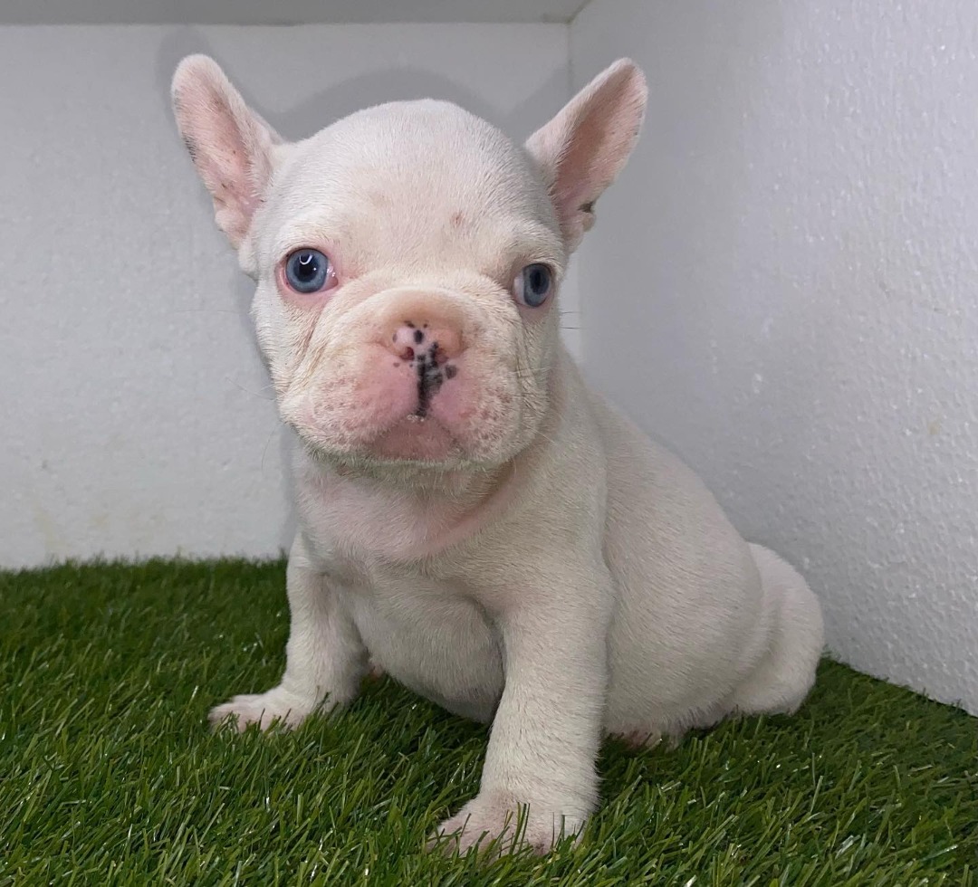 White French Bulldog puppy for sale near me - Buy Frenchie pups online