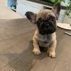 Grey-Fawn French Bulldog puppy for sale near me - Buy Frenchie pups online