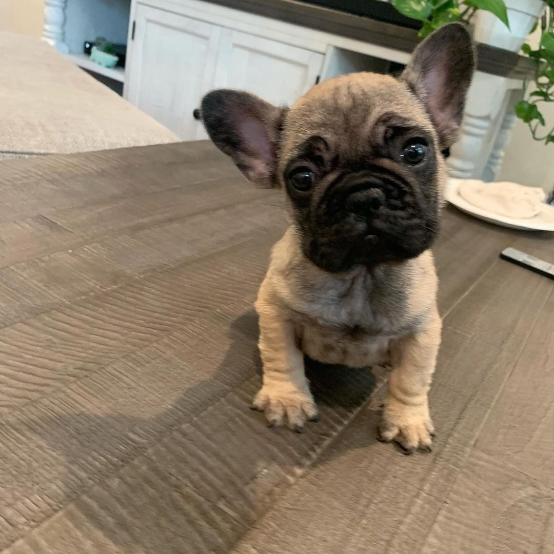 Grey-Fawn French Bulldog puppy for sale near me - Buy Frenchie pups online