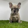 Merle Grey-Fawn French Bulldog puppy for sale near me - Buy Frenchie pups online