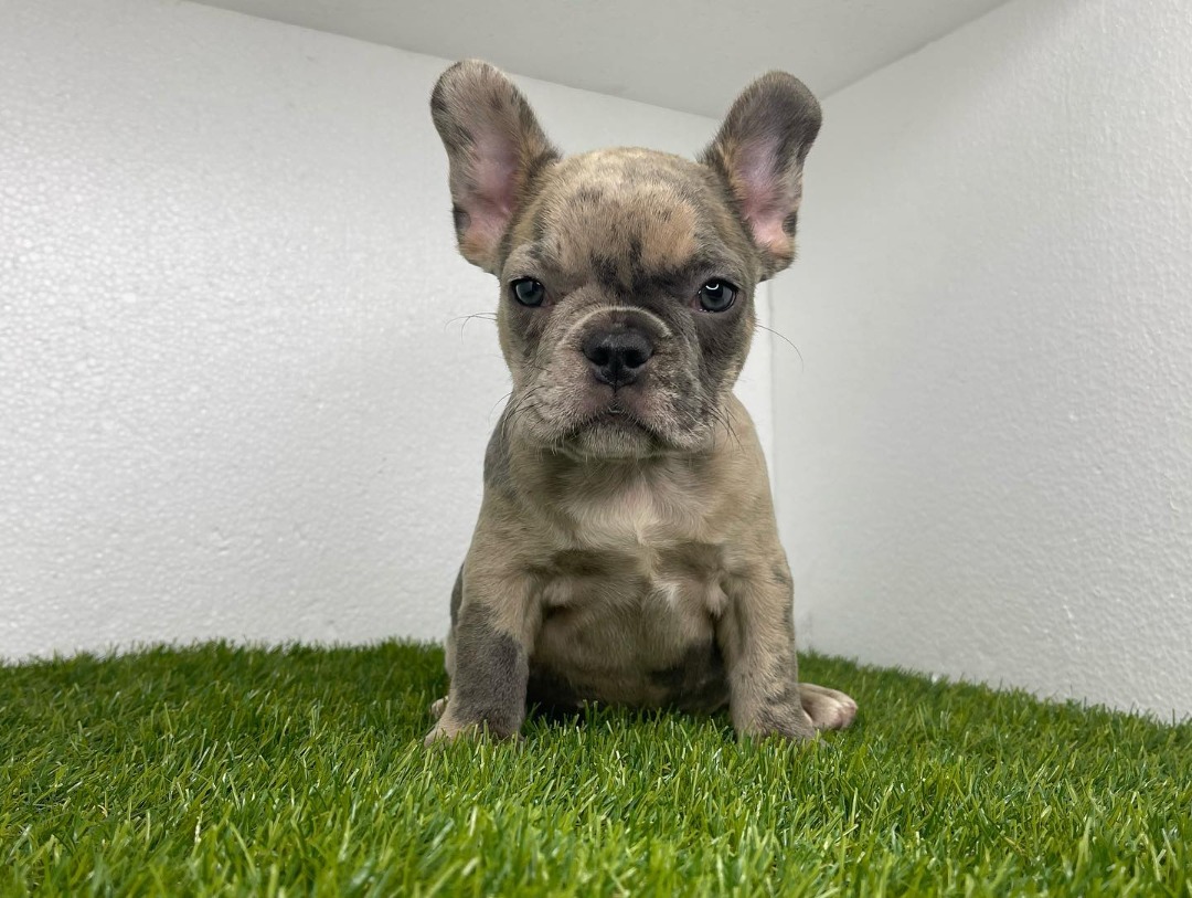 Merle Grey-Fawn French Bulldog puppy for sale near me - Buy Frenchie pups online