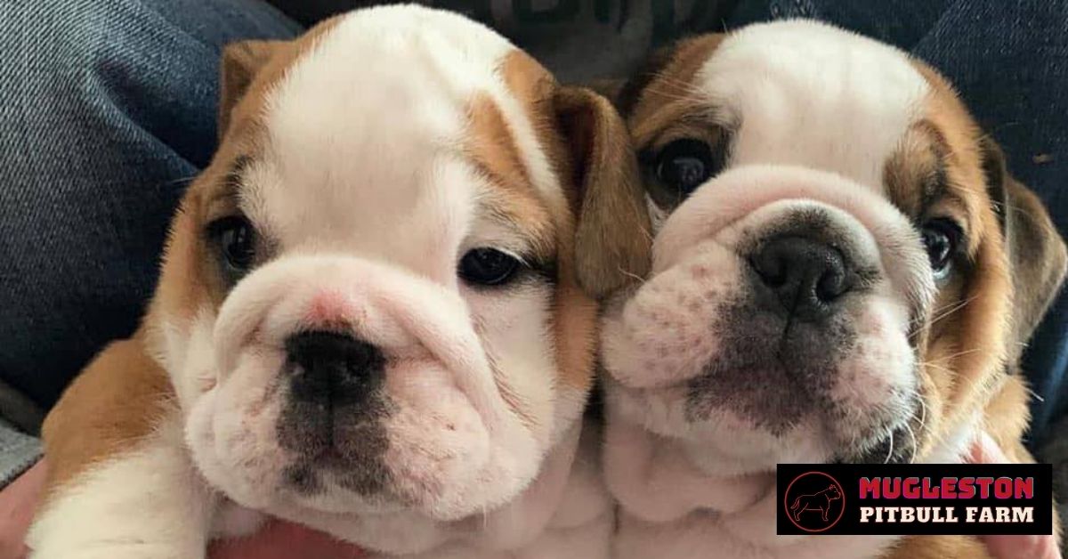 Mugleston Kennels - English Bulldog Puppies For Sale