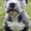 Puppy ID #M00121 Blue Nose Pitbull Puppies For Adoption Near Me