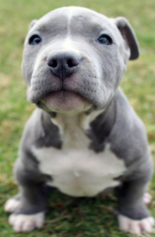 Puppy ID #M00121 Blue Nose Pitbull Puppies For Adoption Near Me