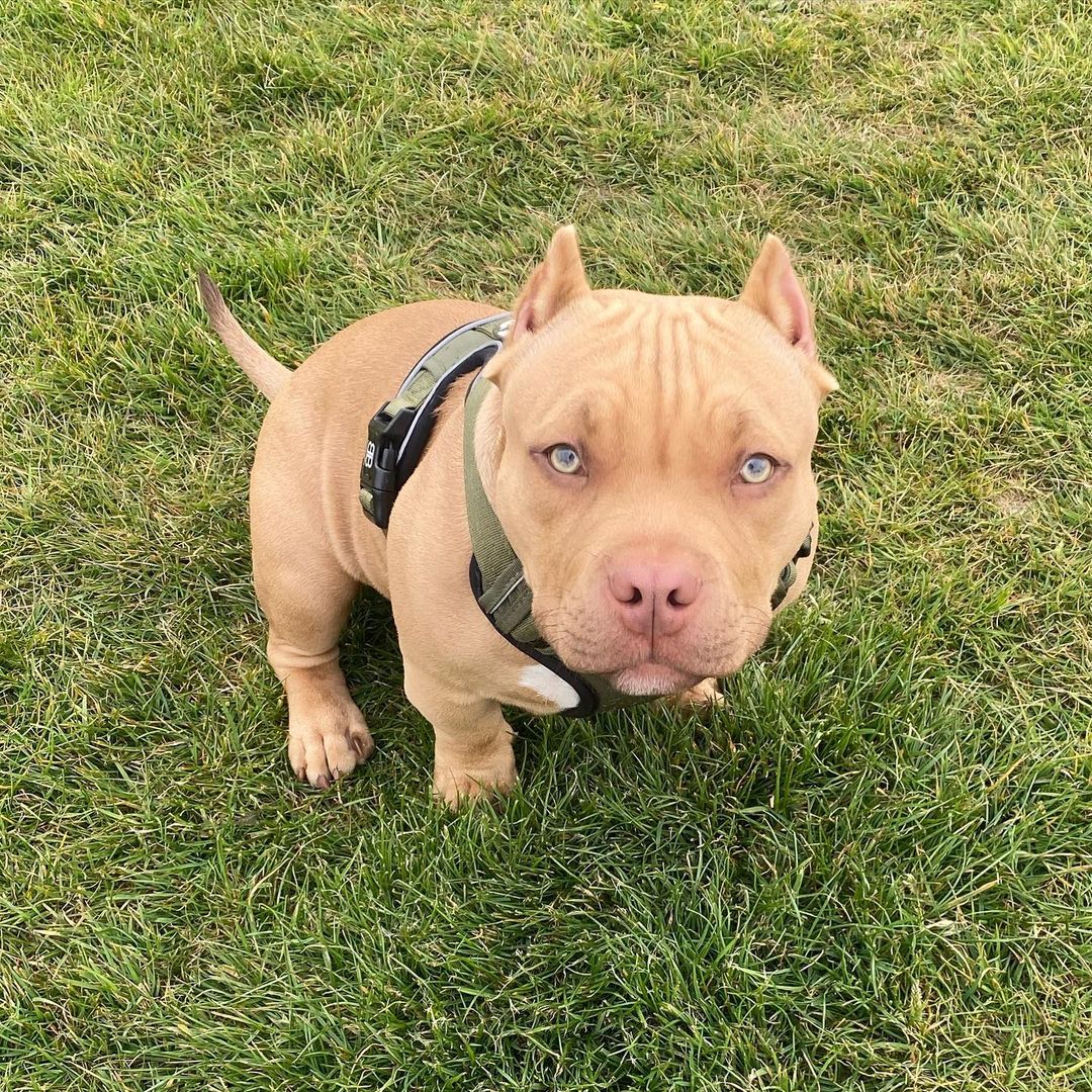 Red Nose Pitbull Puppies For Sale Near Me