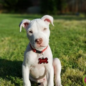 Brutus - Rednose White Male Pitbull Puppy For Sale Near Me