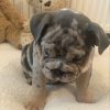 Bulky Cute Merle Bully Puppies For Sale Online Near Me