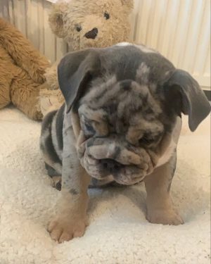 Bulky Cute Merle Bully Puppies For Sale Online Near Me