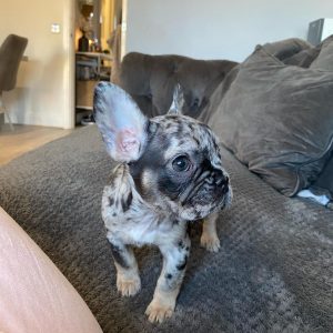 Female Frenchie Puppies For Sale Near Me