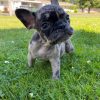 French Bulldog Puppies For Sale Near Me