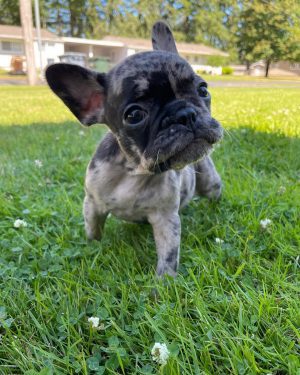 French Bulldog Puppies For Sale Near Me