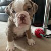 Merle American Bulldog Puppies For Sale Near Me Cheap Online