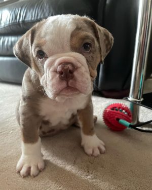 Merle American Bulldog Puppies For Sale Near Me Cheap Online