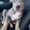 Merle Male Pitbull Puppies For Sale Near Me Online Cheap