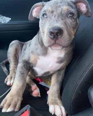 Merle Male Pitbull Puppies For Sale Near Me Online Cheap