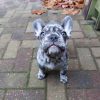 Merle Male French Bulldog Puppies For Sale Near Me