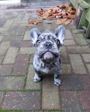 Merle Male French Bulldog Puppies For Sale Near Me