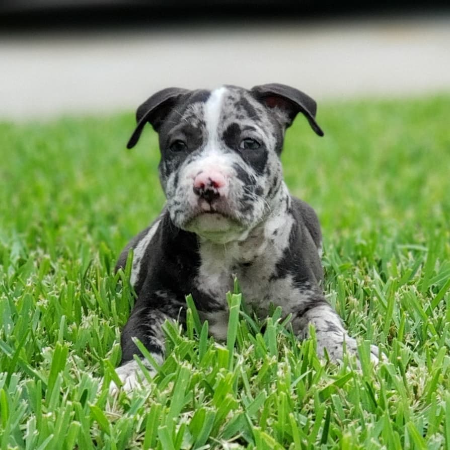 Zeus Merle XL Pitbull Puppy For Sale