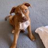 Red-Nose-Pitbull-Puppy_Playing_In_Garden Blue-Nose-Pitbull-Puppy_For_Sale_Healthy_and_Playful Adorable_Pitbull_Puppies_For_Sale_Ready_For_New_Homes Quality_Pits_For_Sale_With_AKC_Certification Pitbull_Puppies_With_American_Kennel_Club_Pedigree Friendly_Red-Nose-Pitbulls_Waiting_For_Loving_Homes Beautiful_Blue-Nose-Pitbulls_For_Sale_Great_Family_Dogs Gorgeous_Pitbull_Puppies_For_Sale_Perfect_Pets Cute_And_Playful_Pits_Available_For_Sale Exceptional_Pitbull_Puppies_For_Sale_Best_Friends_For_Life Adorable_Red-Nose-Pitbull_Puppy_With_His_New_Toys Blue-Nose-Pitbull_Puppies_For_Sale_Healthy_And_Well-Trained Excellent_Bloodline_Pitbull_Puppies_For_Sale Purebred_Pits_Available_For_Sale_Great_Companion_Dogs Pitbull_Puppies_Ready_For_Their_New_Homes_Today