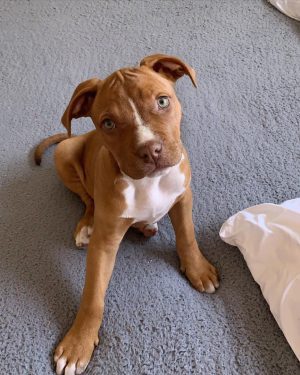 Red-Nose-Pitbull-Puppy_Playing_In_Garden Blue-Nose-Pitbull-Puppy_For_Sale_Healthy_and_Playful Adorable_Pitbull_Puppies_For_Sale_Ready_For_New_Homes Quality_Pits_For_Sale_With_AKC_Certification Pitbull_Puppies_With_American_Kennel_Club_Pedigree Friendly_Red-Nose-Pitbulls_Waiting_For_Loving_Homes Beautiful_Blue-Nose-Pitbulls_For_Sale_Great_Family_Dogs Gorgeous_Pitbull_Puppies_For_Sale_Perfect_Pets Cute_And_Playful_Pits_Available_For_Sale Exceptional_Pitbull_Puppies_For_Sale_Best_Friends_For_Life Adorable_Red-Nose-Pitbull_Puppy_With_His_New_Toys Blue-Nose-Pitbull_Puppies_For_Sale_Healthy_And_Well-Trained Excellent_Bloodline_Pitbull_Puppies_For_Sale Purebred_Pits_Available_For_Sale_Great_Companion_Dogs Pitbull_Puppies_Ready_For_Their_New_Homes_Today