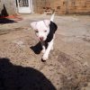 pitbull puppies for sale