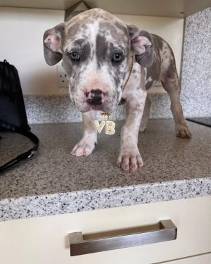 pitbull puppies for sale