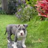 XL Male pitbull puppies for sale near me, pitbull puppies for sale craigslist, king pitbull puppies for sale, american pitbull, puppies for sale near me, red pitbull puppies for sale, ukc pitbull puppies for sale, xxl pitbull puppies for sale