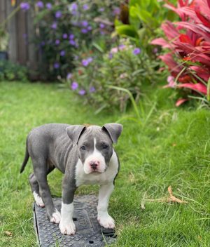 XL Male pitbull puppies for sale near me, pitbull puppies for sale craigslist, king pitbull puppies for sale, american pitbull, puppies for sale near me, red pitbull puppies for sale, ukc pitbull puppies for sale, xxl pitbull puppies for sale