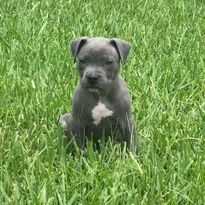 XL Male pitbull puppies for sale near me, pitbull puppies for sale craigslist, king pitbull puppies for sale, american pitbull, puppies for sale near me, red pitbull puppies for sale, ukc pitbull puppies for sale, xxl pitbull puppies for sale