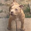 pitbull puppies for sale, american bully puppies for sale