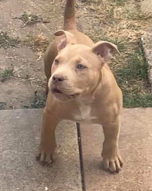 pitbull puppies for sale, american bully puppies for sale