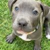 XL Male pitbull puppies for sale near me, pitbull puppies for sale craigslist, king pitbull puppies for sale, american pitbull, puppies for sale near me, red pitbull puppies for sale, ukc pitbull puppies for sale, xxl pitbull puppies for sale