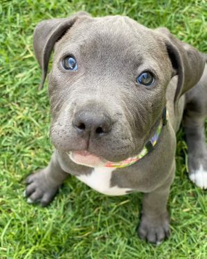 XL Male pitbull puppies for sale near me, pitbull puppies for sale craigslist, king pitbull puppies for sale, american pitbull, puppies for sale near me, red pitbull puppies for sale, ukc pitbull puppies for sale, xxl pitbull puppies for sale