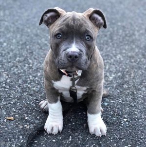 Pitbull puppies for sale Pitbull puppies for sale neame