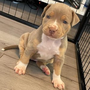 pitbull puppies for sale