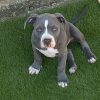 american bully puppies for sale