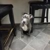 Puppy ID #M00138 Blue Nose Pitbull Puppies For Adoption Near Me