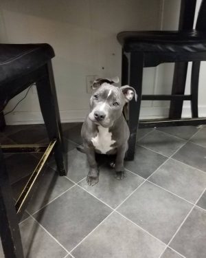 Puppy ID #M00138 Blue Nose Pitbull Puppies For Adoption Near Me