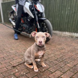 Puppy ID #M00140 Blue Nose Pitbull Puppies For Adoption Near Me