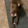 Puppy ID #M00136 Blue Nose Pitbull Puppies For Adoption Near Me