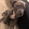 Puppy ID #M00137 Blue Nose Pitbull Puppies For Adoption Near Me